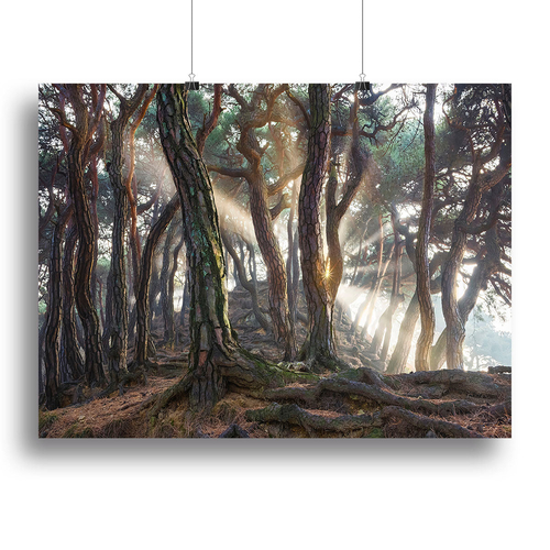 Sacred Pine Trees Canvas Print or Poster