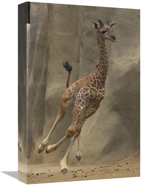 Global Gallery GCS-398146-1218-142 12 x 18 in. Masai Giraffe Calf Runn