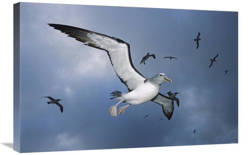 Global Gallery GCS-451679-2030-142 20 x 30 in. Salvins Albatross Retur