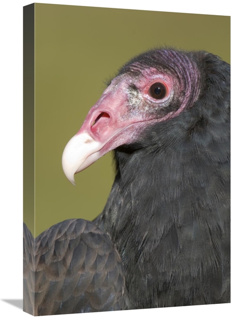 Global Gallery GCS-397333-1624-142 16 x 24 in. Turkey Vulture, How