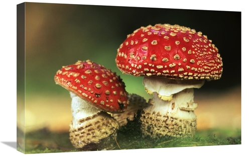 Global Gallery GCS-398287-1624-142 16 x 24 in. Fly Agaric Pair, Hi