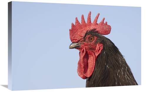 Global Gallery GCS-397520-2030-142 20 x 30 in. Domestic Chicken - Clos