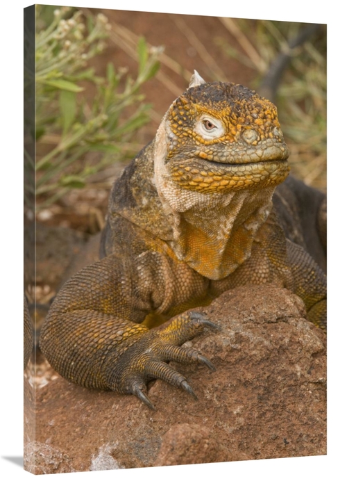 Global Gallery GCS-397350-2436-142 24 x 36 in. Galapagos Land Iguana&#
