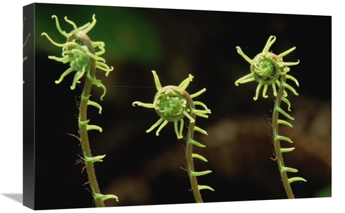 Global Gallery GCS-452905-1624-142 16 x 24 in. Deer Fern Fiddleheads&#