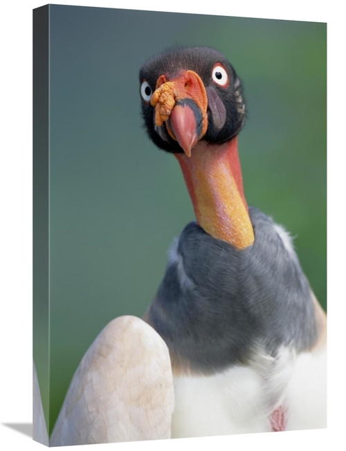 Global Gallery GCS-451531-1624-142 16 x 24 in. King Vulture, Cerro