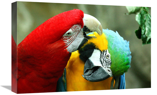 Global Gallery GCS-486586-22-142 22 in. Loving Macaws Art Print - Vic 