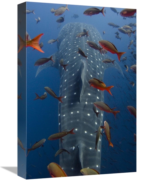 Global Gallery GCS-397891-1218-142 12 x 18 in. Whale Shark Swimming wi