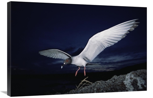 Global Gallery GCS-451511-2436-142 24 x 36 in. Swallow-Tailed Gull Dep