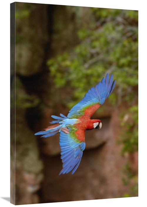 Global Gallery GCS-453221-2436-142 24 x 36 in. Red & Green Macaw Flyin