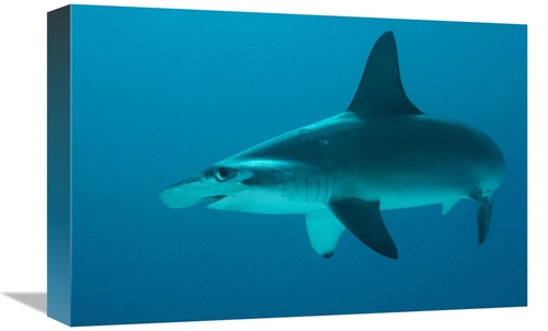 Global Gallery GCS-450747-1218-142 12 x 18 in. Scalloped Hammerhead Sh