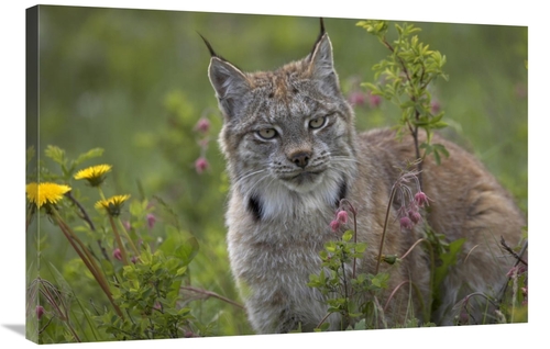 Global Gallery GCS-396039-2436-142 24 x 36 in. Canada Lynx Portrait&#4