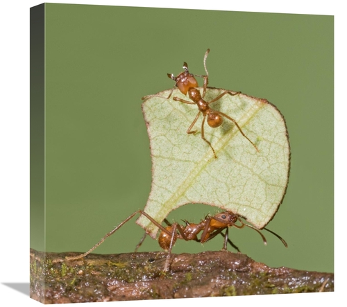 Global Gallery GCS-397407-1818-142 18 x 18 in. Leafcutter Ant Carrying