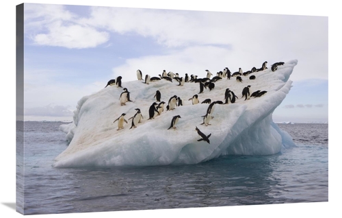 Global Gallery GCS-395829-2436-142 24 x 36 in. Adelie Penguin Flock on