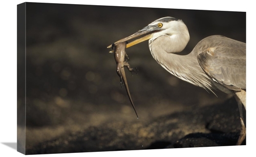 Global Gallery GCS-451399-1624-142 16 x 24 in. Great Blue Heron Preyin
