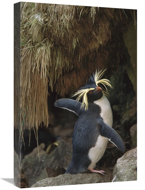 Global Gallery GCS-451810-1624-142 16 x 24 in. Rockhopper Penguin Spre