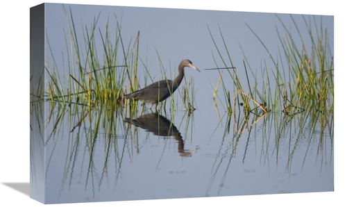 Global Gallery GCS-453331-1218-142 12 x 18 in. Little Blue Heron Wadin