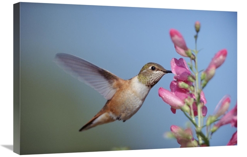 Global Gallery GCS-396502-2030-142 20 x 30 in. Rufous Hummingbird Juve