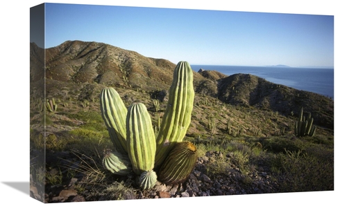 Global Gallery GCS-395630-1218-142 12 x 18 in. Cardon Cactus in Dry Ar