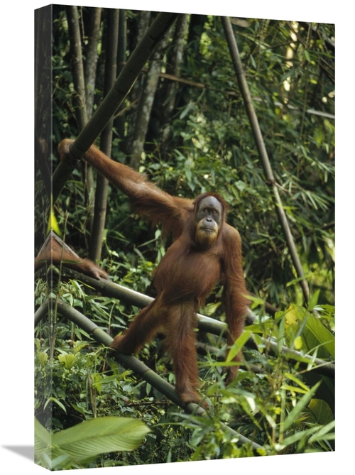 Global Gallery GCS-452479-1624-142 16 x 24 in. Orangutan Standing on F