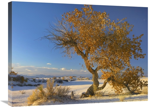 Global Gallery GCS-397179-2432-142 24 x 32 in. Fremont Cottonwood Tree