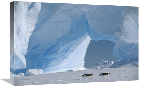 Global Gallery GCS-452320-1624-142 16 x 24 in. Emperor Penguin Pair To