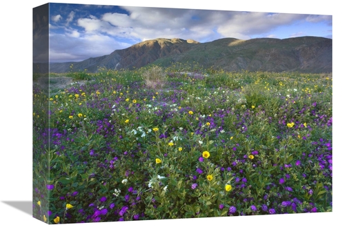12 x 16 in. Wildflowers Carpeting the Ground Beneath Coyote Peak, 