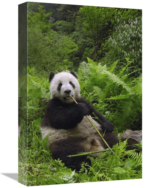 Global Gallery GCS-397881-1218-142 12 x 18 in. Giant Panda Eating Bamb