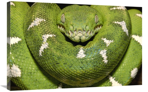 Global Gallery GCS-397942-2436-142 24 x 36 in. Emerald Tree Boa Showin