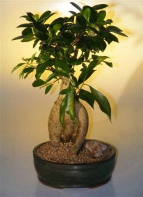 Ginseng Ficus Bonsai Tree - Large (Ficus Retusa)