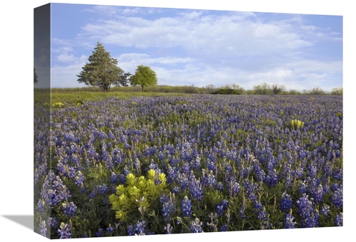 Global Gallery GCS-396484-1216-142 12 x 16 in. Bluebonnet & Lemon Pain