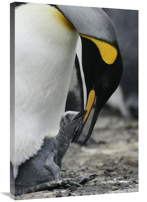 Global Gallery GCS-453567-2436-142 24 x 36 in. King Penguin Feeding A 