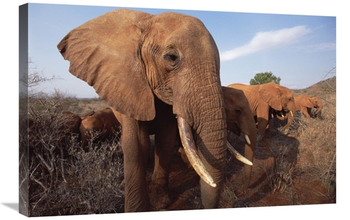 Global Gallery GCS-452964-2030-142 20 x 30 in. Orphan Elephant Called 