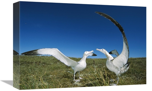 Global Gallery GCS-451605-1218-142 12 x 18 in. Antipodean Albatross Co