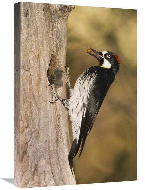Global Gallery GCS-453356-1624-142 16 x 24 in. Acorn Woodpecker Female