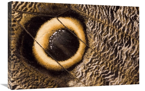 Global Gallery GCS-395320-2030-142 20 x 30 in. Owl Butterfly Wing with