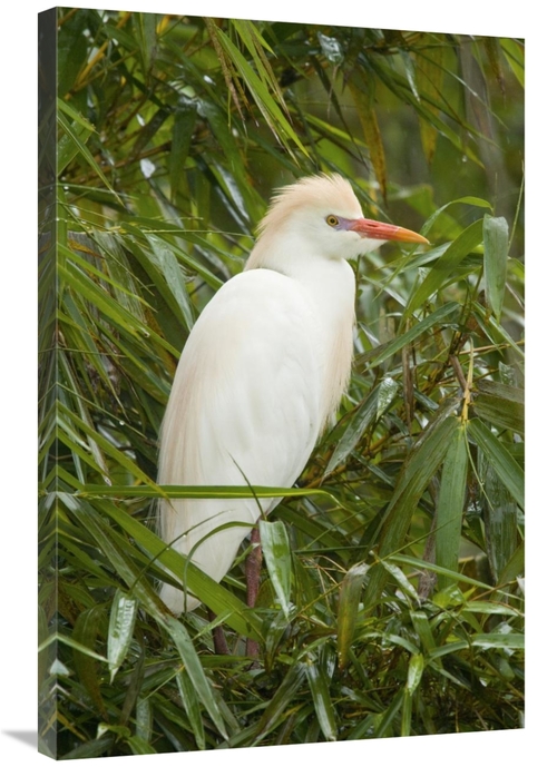 Global Gallery GCS-397327-2436-142 24 x 36 in. Cattle Egret in Breedin