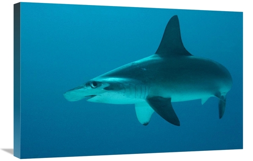 20 x 30 in. Scalloped Hammerhead Shark Portrait, Cocos Island,