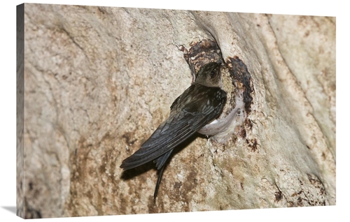 Global Gallery GCS-453629-2436-142 24 x 36 in. Edible-Nest Swiftlet on