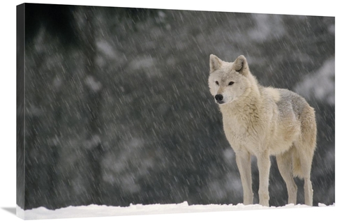 Global Gallery GCS-452724-2436-142 24 x 36 in. Timber Wolf Female Port