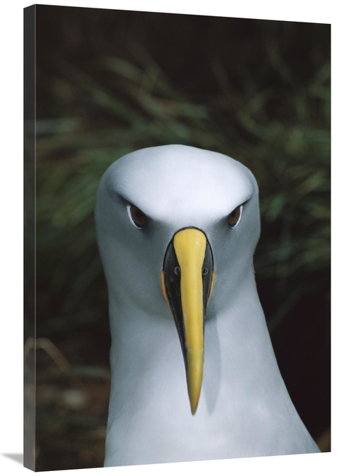 Global Gallery GCS-451659-2436-142 24 x 36 in. Bullers Albatross, 