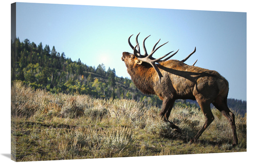 Global Gallery GCS-486514-40-142 40 in. The Bull Challenger Art Print 