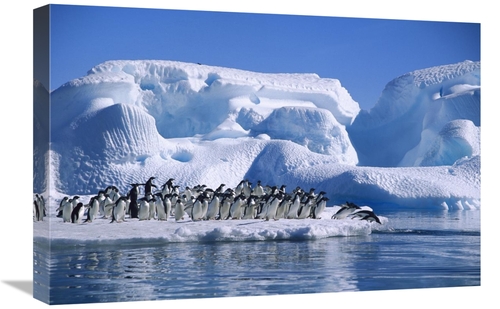 Global Gallery GCS-453391-1624-142 16 x 24 in. Adelie Penguins Diving 