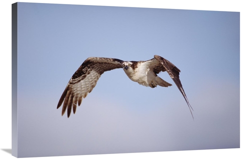 Global Gallery GCS-451955-2436-142 24 x 36 in. Osprey Adult Flying&#44