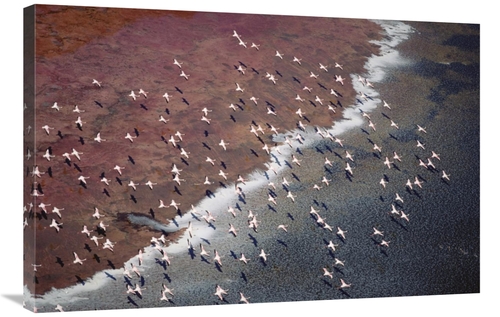 Global Gallery GCS-397051-2436-142 24 x 36 in. Lesser Flamingo Group F