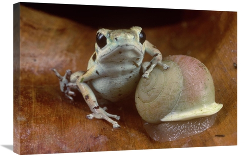 Global Gallery GCS-450753-2030-142 20 x 30 in. Strawberry Poison Dart 