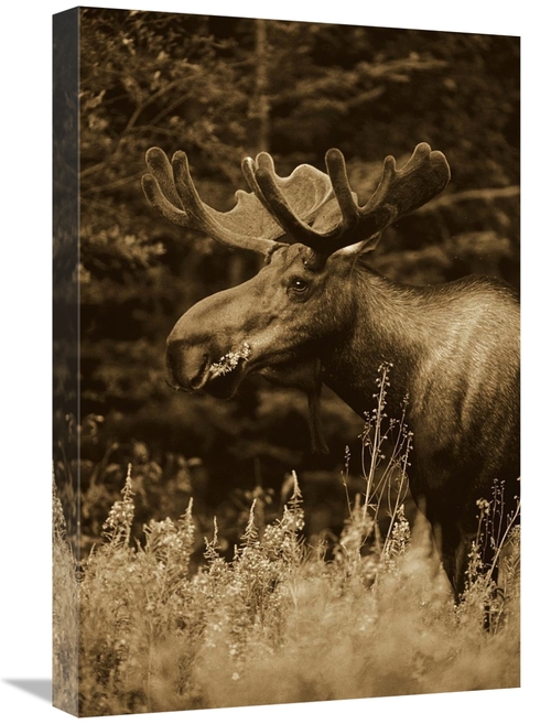 Global Gallery GCS-453677-1624-142 16 x 24 in. Alaska Moose Feeding on