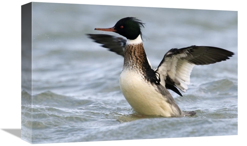 Global Gallery GCS-398232-1218-142 12 x 18 in. Red-Breasted Merganser 