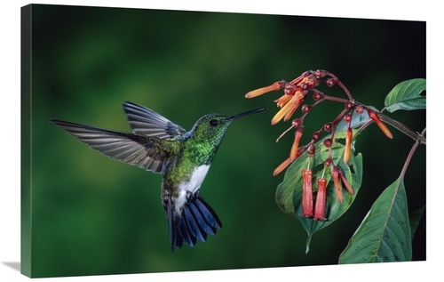 Global Gallery GCS-397250-2436-142 24 x 36 in. Snowy-Bellied Hummingbi