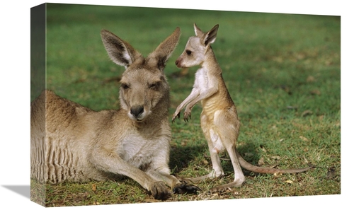 Global Gallery GCS-398087-1218-142 12 x 18 in. Eastern Grey Kangaroo M