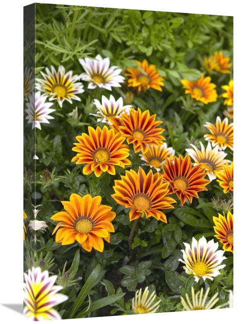 Global Gallery GCS-398327-1624-142 16 x 24 in. Gazania Flowers Art Pri